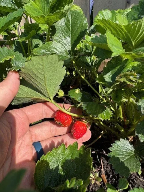 A hand holding ripe strawberries on the plant