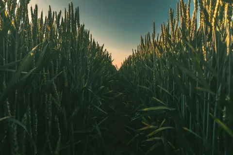 A Saskatchewan wheat field at dusk